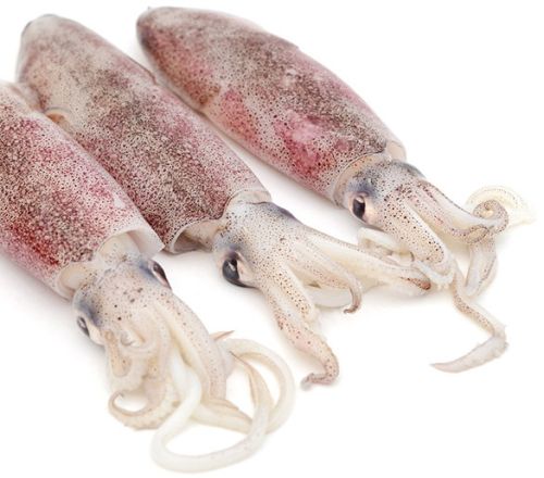 Squids (Makul), Condition : Fresh