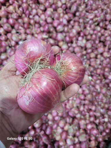 Red Onions, Packaging Size : 25Kg, 50Kg Gunny Bag, Net Bag