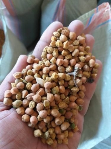 Organic Brown Desi Chickpeas, Packaging Size : 50Kg