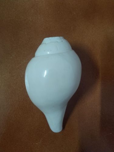 Polished Conch Shell Shankh, Packaging Type : White, Purity : 100%