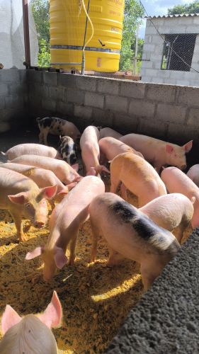Pig Farming, Variety : Duroc, Large Yorkshire, Middle Yorkshire