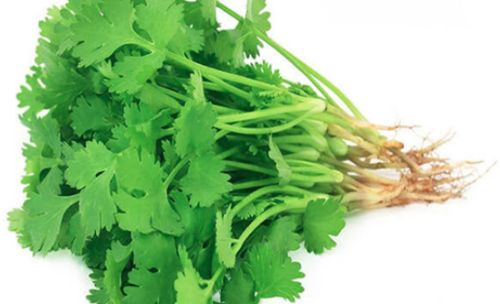 Green Natural Coriander Leaves, Packaging Size : 25Kg Food Grade