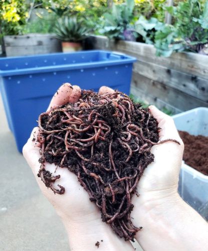 Organic Brown Vermicompost Fertilizer, Packaging Size : 50-100kg