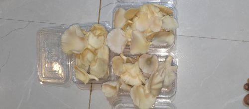 White Oyster Mushroom