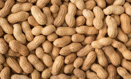 Shelled Groundnuts, Packaging Size : 25-50kg