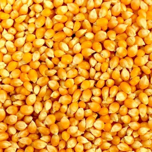 Cleaned Yellow Maize Grain, Packaging Type : 50kg PP Bag