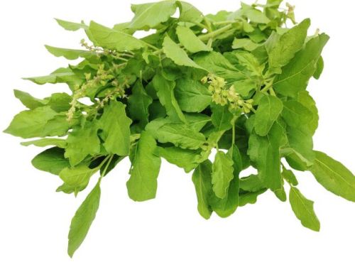 Pure Dried Tulsi Leaf, Color : Green