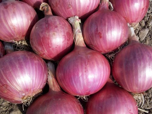 Fresh Red Onion, Packaging Size : 5Kg, 10Kg, 25Kg, 50Kg Net Bag