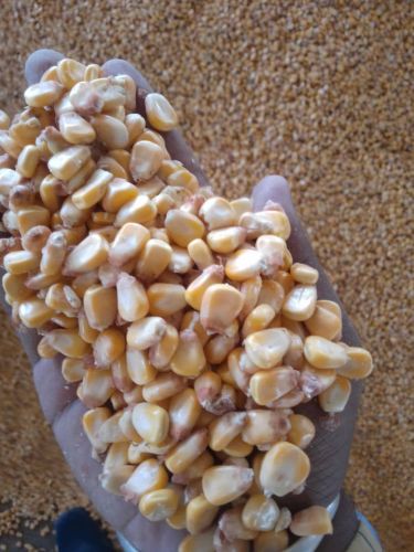 Ashoka Organic Maize, Packaging Size : Loose, Grade : Industry Grade