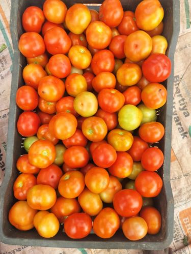 Common Tomato, Color : Red, Packaging Size : 25Kg