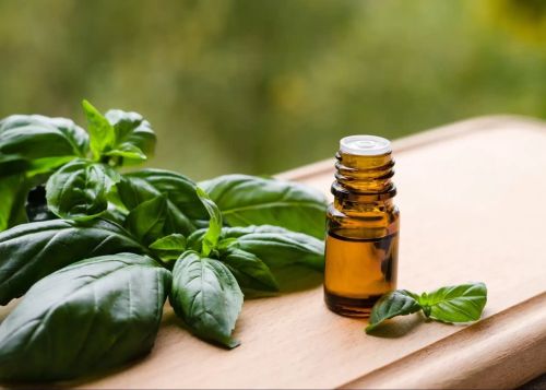 Basil Essential Oil, Color : Pale Yellow, Form : Liquid