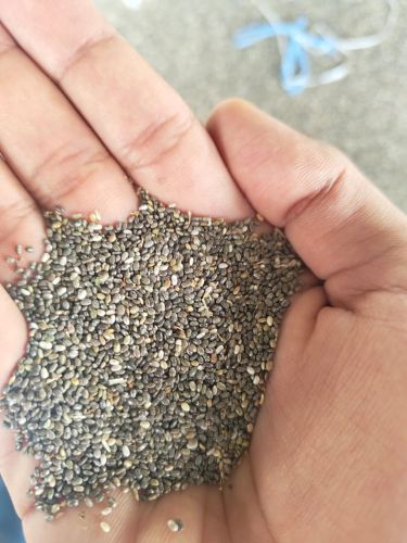 Organic Black Chia Seeds, Grade Standard : Food Grade