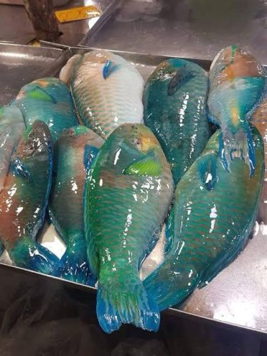 Fresh Parrot Fish, Packaging Type : Vacuum-sealed