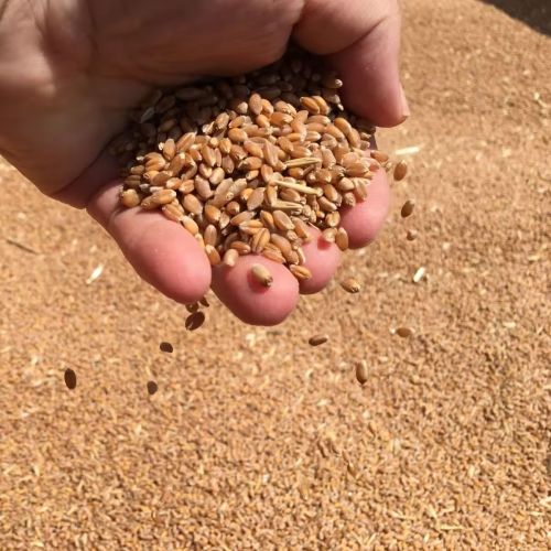 Yellow Wheat Seeds, Seed Type : Natural, Speciality : Gluten Free