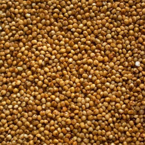 Organic Kodo Millets, Seed Type : Natural, Grade : Feed Grade