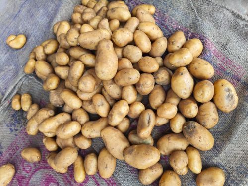 Fresh potato, Cultivation Type : Natural Gunny Bag