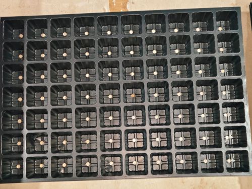 Plain Polished Plastic 70 Cavity Square Seedling Tray