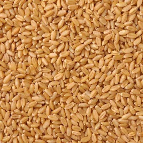 Lokwan Wheat Grain for Cooking Ingredient