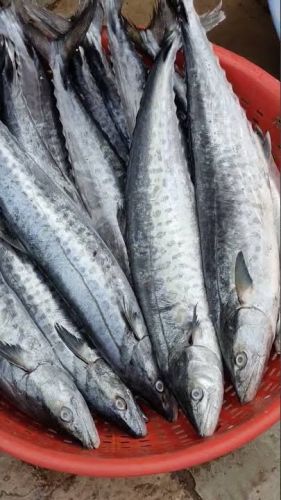 Fresh fish, Certification : FDA Certified