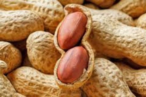 Natural Groundnut, Shell Type : With Shell for Cooking, Snacking