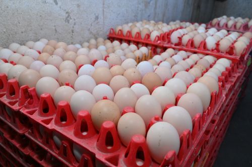 Hatching Kaveri Eggs, Packaging Type : Caret for Human Consumption