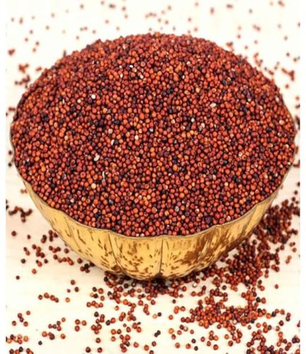 Red Sorghum Seeds, Packaging Type : Plastic Bag for Cooking, Baking