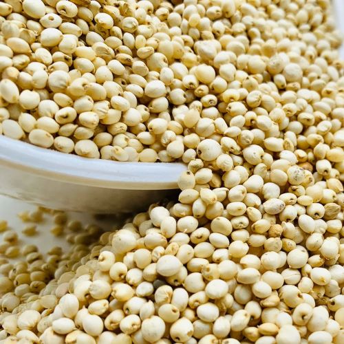 White Sorghum Seeds for Cooking, Baking