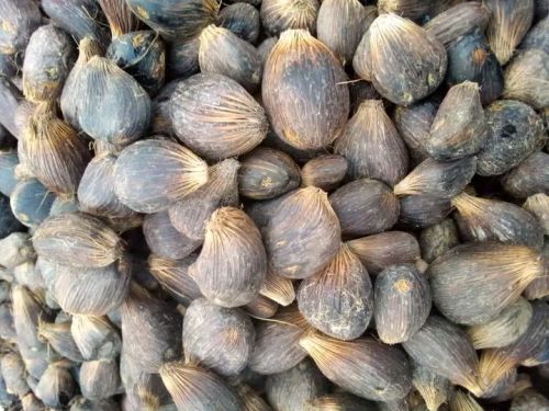 Shell Dried Palm Kernel Nut, Flavour : Salty Flavour, Purity : 99%