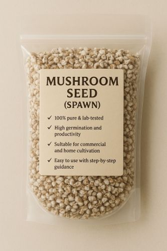Mushroom Seeds, Packaging Type : PP Bag, Packaging Size : 500 Gm