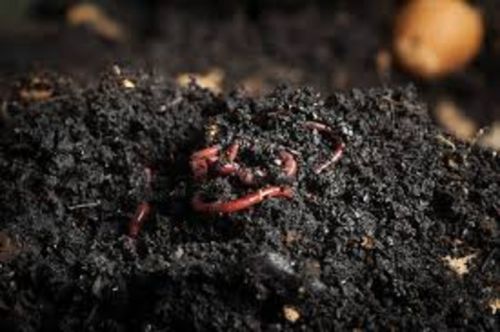 Organic Mushroom Bed Wastes Vermicompost for Agriculture