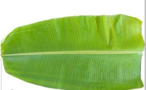 Organic Fresh Banana Leaf, Color : Light Green