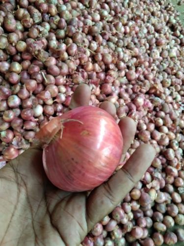Fresh Red Onion, Packaging Size : 5-50kg Gunny Bag for Cooking