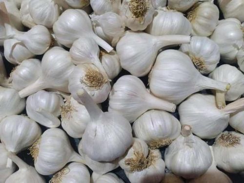 Fresh White Garlic, Packaging Size : 25-50kg for Cooking