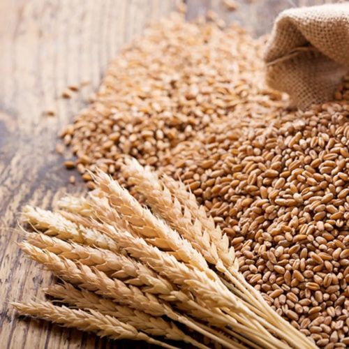 Brown Hybrid Wheat Seeds, Packaging Size : 25-50kg for Cooking