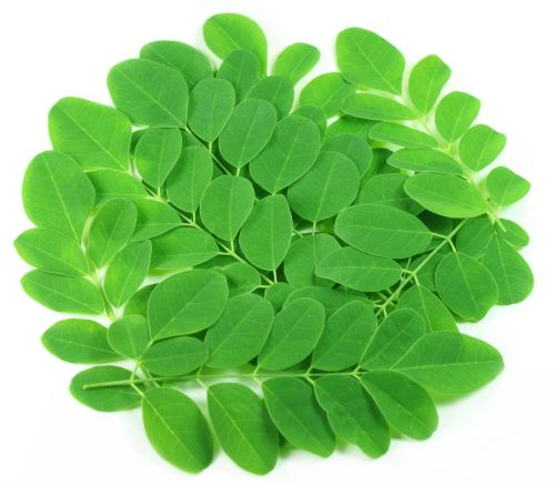 Natural Moringa Leaves, Color : Green