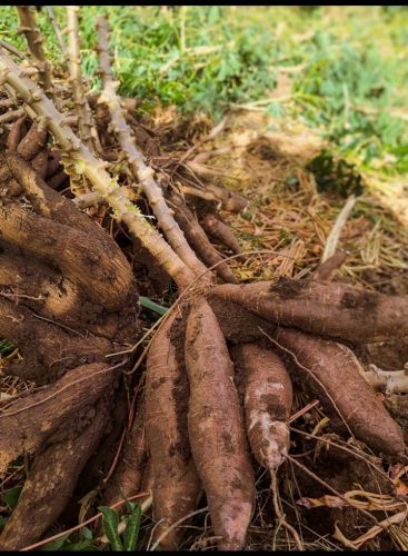 Tapioca, Color : Brown, Packaging Size : 20 Kg