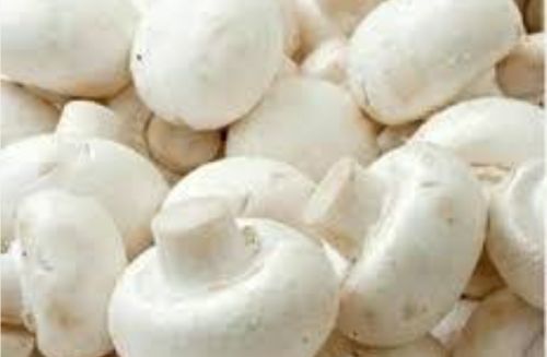 White Natural fresh mushroom for Cooking, Food