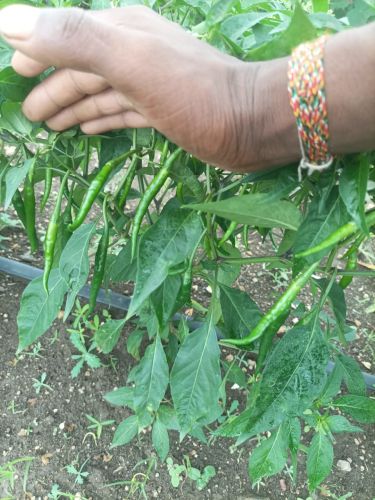 Organic Green Chili for Food, Pickles
