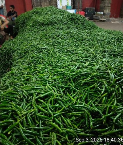 Organic Green Chilli for Food