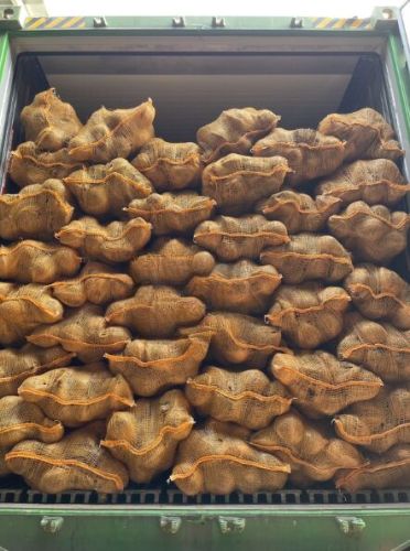 Semi-Husked Natural Pure Taste Fresh Coconuts, Form : DRY