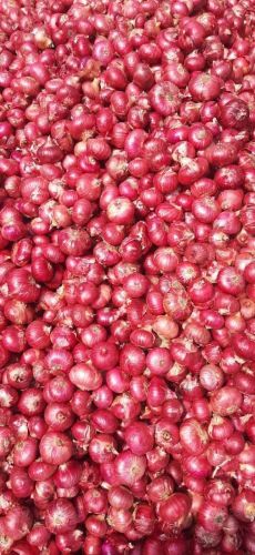 Red Onions, Packaging Size : 50Kg Net Bag