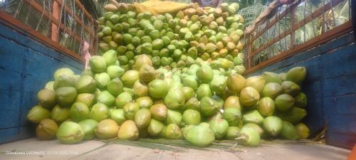 Tender Coconut Water, Brand Name : Pollachi
