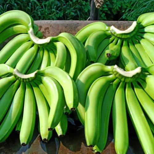 Green Organic Fresh Cavendish Bananas for Human Consumption