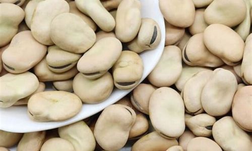 Organic Creamy Egyptian Fava Beans (Vicia Faba)
