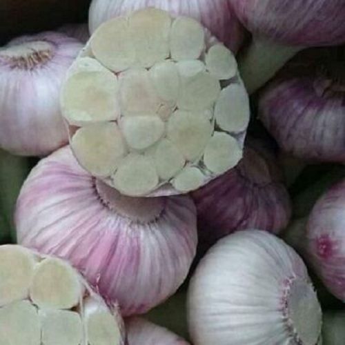 Natural Egyptian Garlic, Color : Creamy, Grade : Food Grade