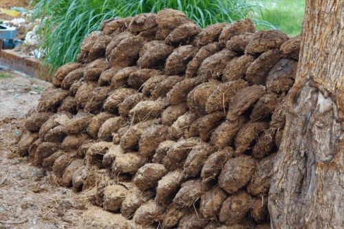 Cow dung, Form : Powder, Cake for Religious, Chanting, Hawan, Pooja