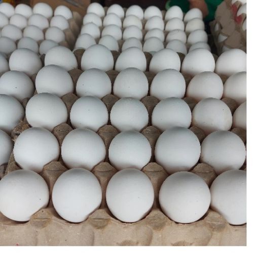 White Poultry Eggs for Consumption