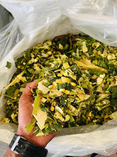 Milky Corn Silage, Packaging Type : PP Bag