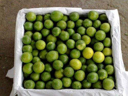 Organic Fresh Green Lemon, Shape : Round, Taste : Sour