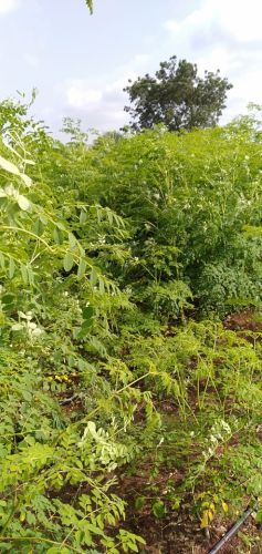 Moringa Dried Leaves, Color : Green, Grade : Medicine Grade